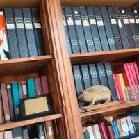 GROSSO LOTTO DI FRANCOBOLLI 