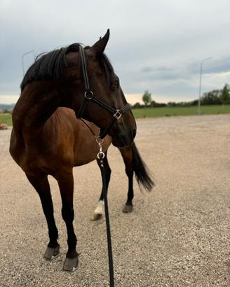 Cavallo da passegiate