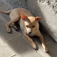 Chihuahua Maschio,Nato il 18/04/2025Zampe lunghe
