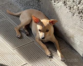 Chihuahua Maschio,Nato il 18/04/2025Zampe lunghe