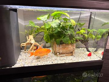 Acquario Amtra 55 litri