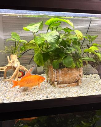 Acquario Amtra 55 litri