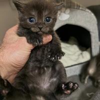 Cuccioli di gatto