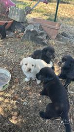 Labrador Retriever
