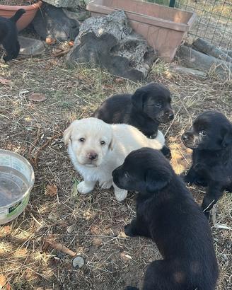 Labrador Retriever