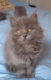 Cuccioli British Blue Longhair