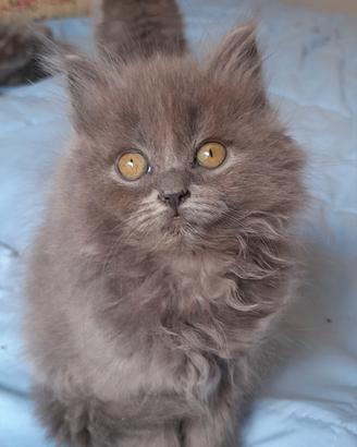 Cuccioli British Blue Longhair