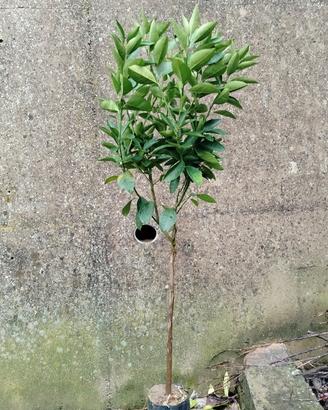 arancio moro su arancio amaro 