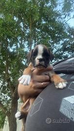 Cucciola boxer