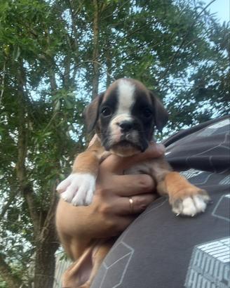 Cucciola boxer