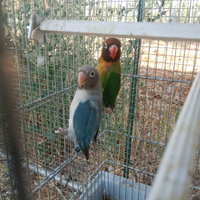 Inseparabili nigrigeris