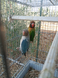 Inseparabili nigrigeris