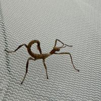 Extatosoma Tiaratum - Insetto foglia secca