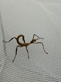 Extatosoma Tiaratum - Insetto foglia secca