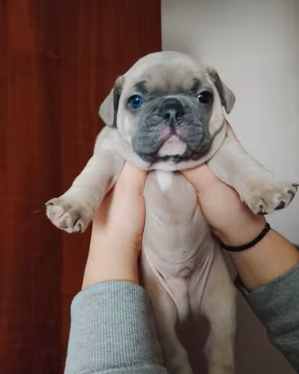 Cuccioli bulldog francese