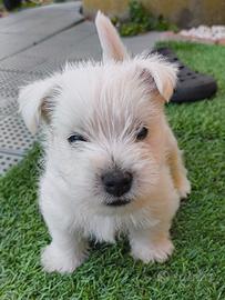 Cuccioli di West Highland White Terrier 