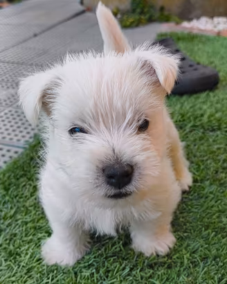 Cuccioli di West Highland White Terrier 