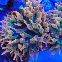 Anemoni quadricolor da tempo in vasca