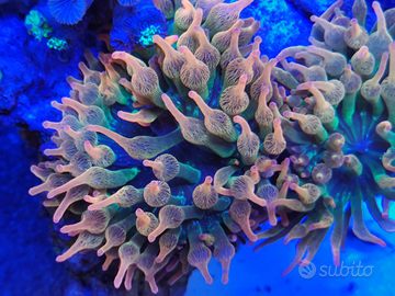 Anemoni quadricolor da tempo in vasca