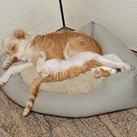 Cane maschio