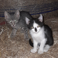 Gatto: gattini incrocio norvegese