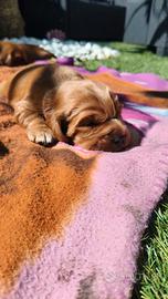 Cocker spaniel fulvo