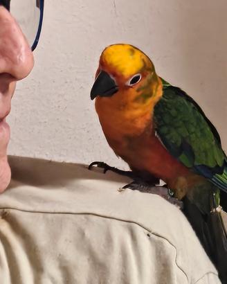 conuro jandaia 