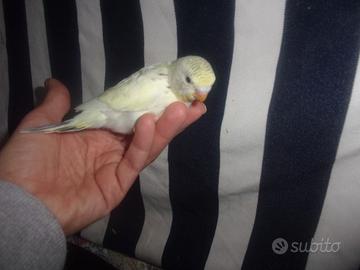 Cocorite allevate a mano