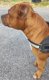 Staffordshire Bull Terrier