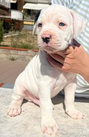 Cuccioli American Bulldog