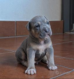 American Pitbull Terrier ukc