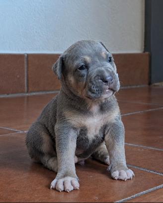 American Pitbull Terrier ukc