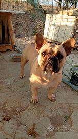 Bulldog francese