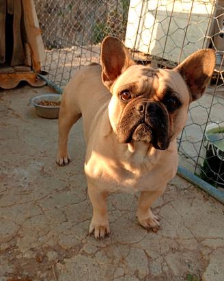 Bulldog francese