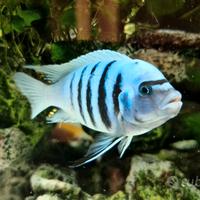 Ciclidi africani del Malawi