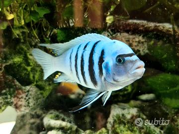 Ciclidi africani del Malawi