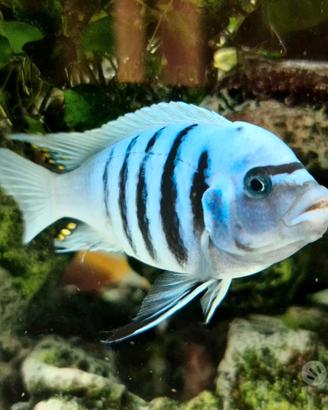 Pesci ciclidi africani del Malawi