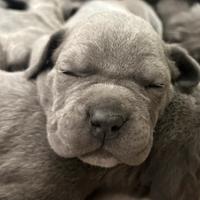 Cane corso cuccioli