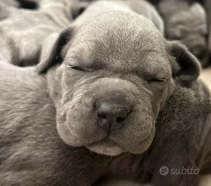 Cane corso cuccioli