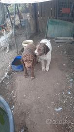 Lagotto romagnolo