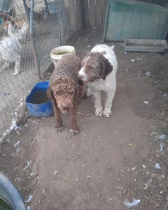 Lagotto romagnolo