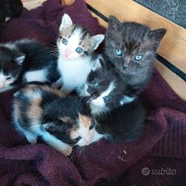 Gattini da svezzare a mano