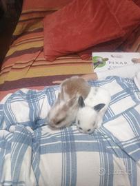 Conigli nani da compagnia