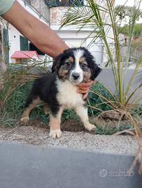 Cuccioli di pastore australiano