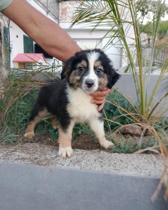 Cuccioli di pastore australiano
