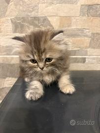 Gattina persiana