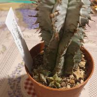 Euphorbia horrida 
