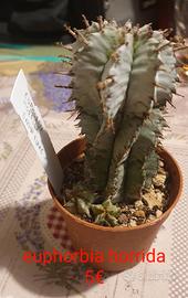 Euphorbia horrida 