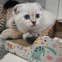 Gattini scottish e straight