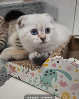 Gattini scottish e straight